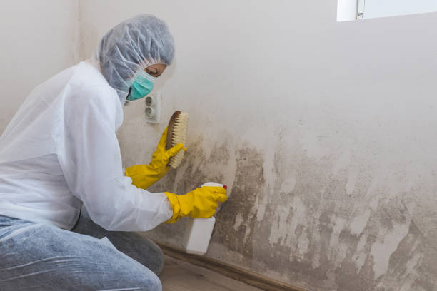 Best Environmental Consulting for Mold Prevention  in Van Wert, OH